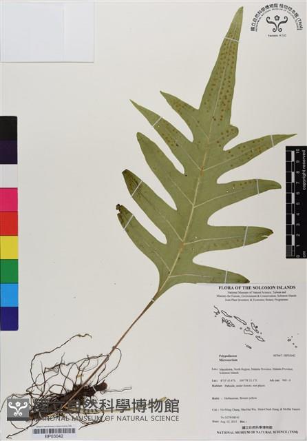 登錄號:BP03042藏品圖，第1張