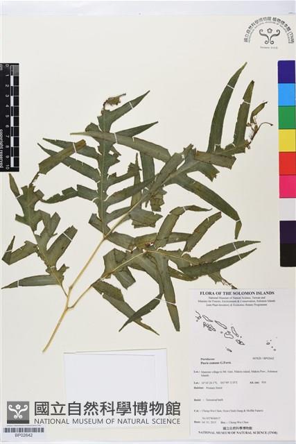 登錄號:BP02642藏品圖，第1張