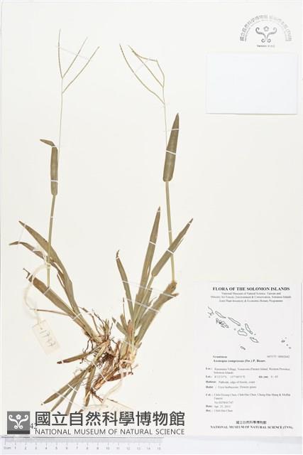 地毯草藏品圖，第1張