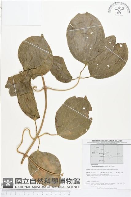 登錄號:BS01642藏品圖，第1張