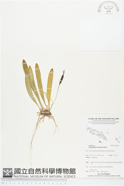 登錄號:BS04642藏品圖，第1張