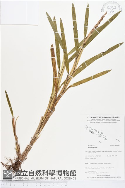 登錄號:BS03642藏品圖，第1張