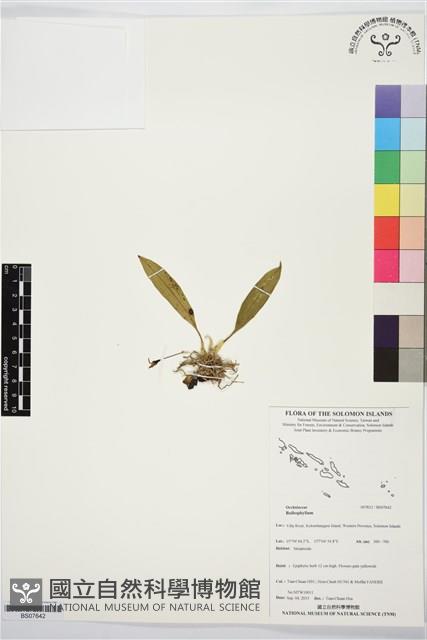 登錄號:BS07642藏品圖，第1張