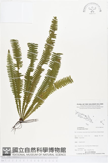 登錄號:BP02142藏品圖，第1張