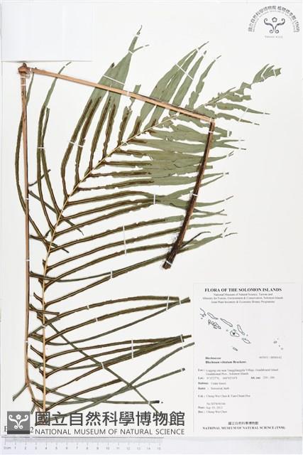 登錄號:BP00142藏品圖，第1張