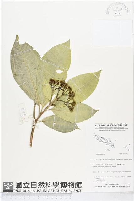 登錄號:BS05142藏品圖，第1張