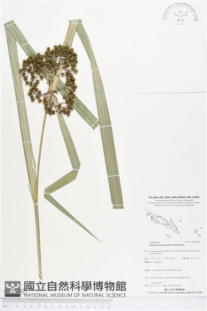 割雞芒、臺灣割雞藏品圖，第1張