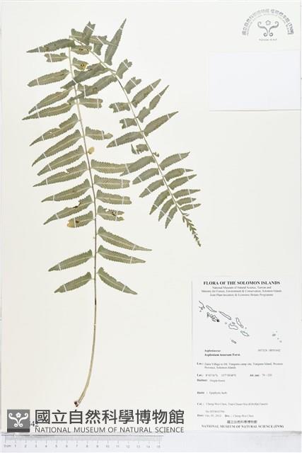 鈍齒鐵角蕨藏品圖，第1張