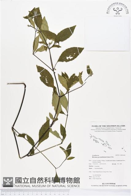 賽山藍藏品圖，第1張