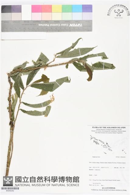 登錄號:BS06242藏品圖，第1張
