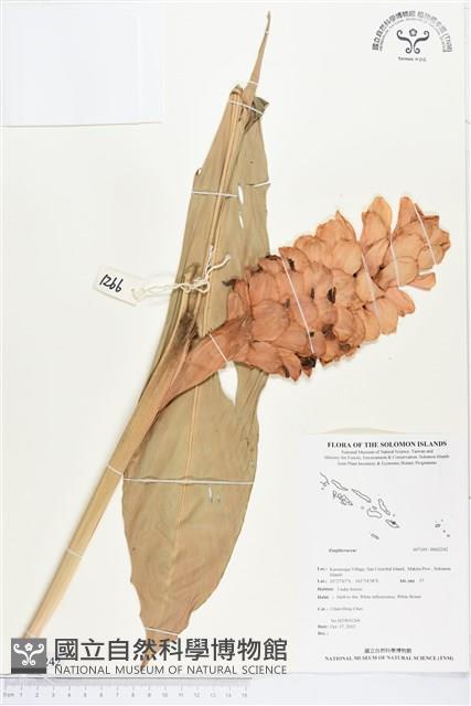 登錄號:BS02242藏品圖，第1張