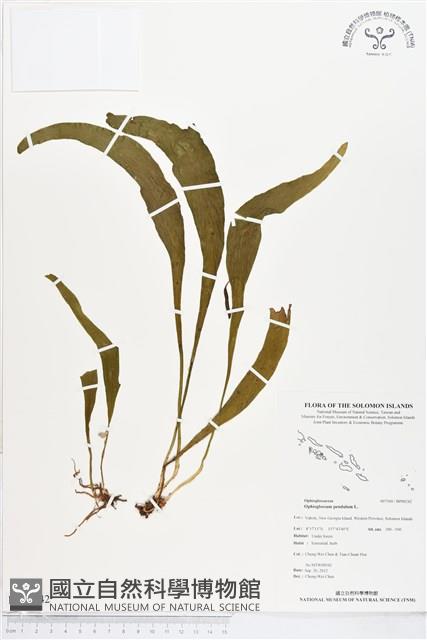 帶狀瓶爾小草藏品圖，第1張