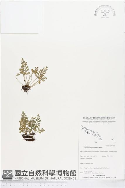 登錄號:BP01242藏品圖，第1張