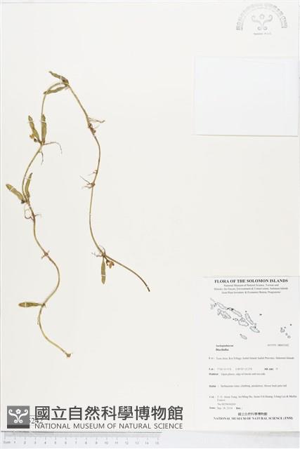 登錄號:BS05242藏品圖，第1張