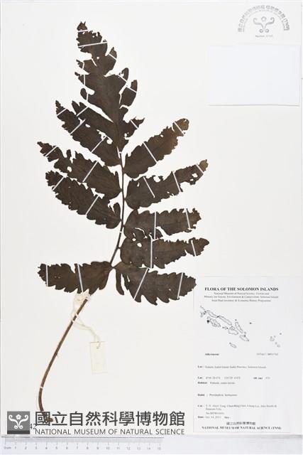 登錄號:BP01742藏品圖，第1張