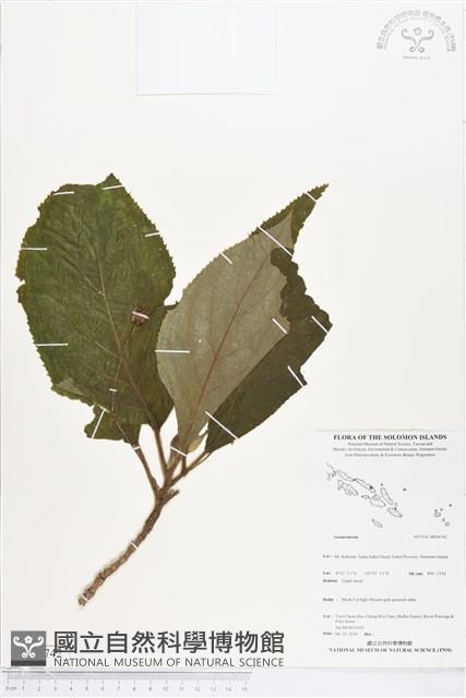 登錄號:BS04742藏品圖，第1張