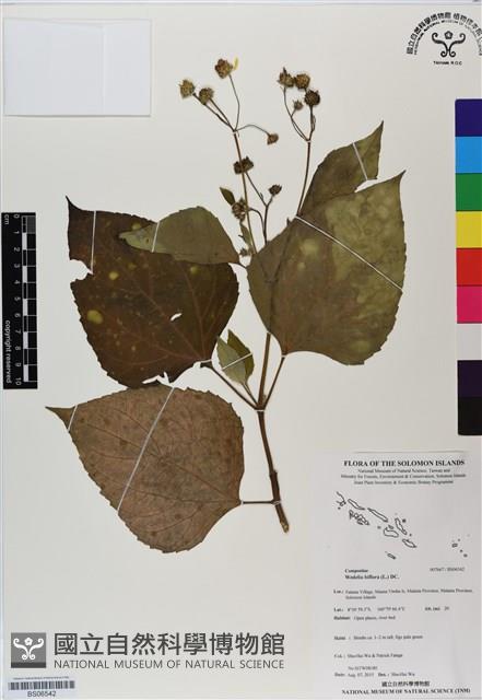 雙花蟛蜞菊藏品圖，第1張