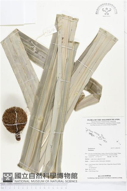 登錄號:BS02542藏品圖，第1張