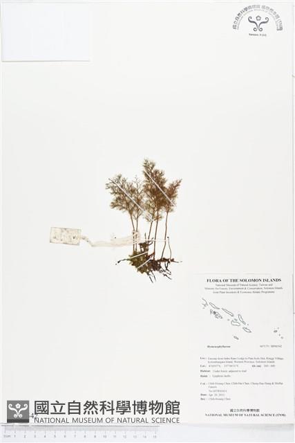 登錄號:BP00542藏品圖，第1張