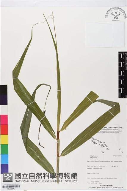 登錄號:BS05542藏品圖，第1張