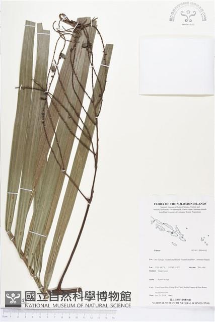 登錄號:BS04542藏品圖，第1張