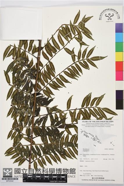 登錄號:BP03542藏品圖，第1張