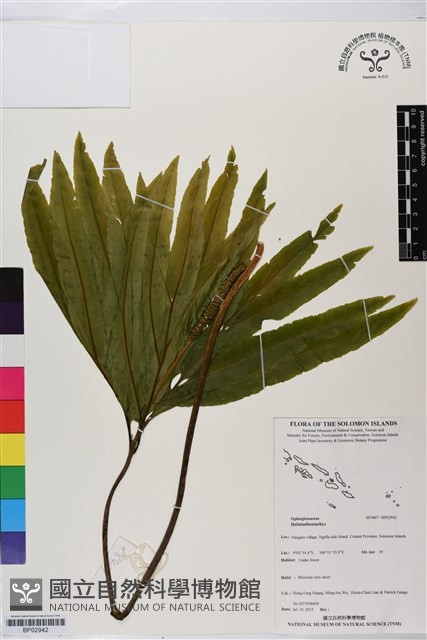 登錄號:BP02942藏品圖，第1張