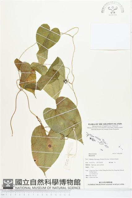 登錄號:BS02942藏品圖，第1張