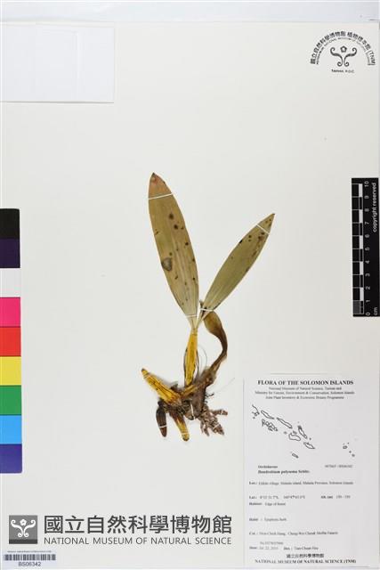 登錄號:BS06342藏品圖，第1張
