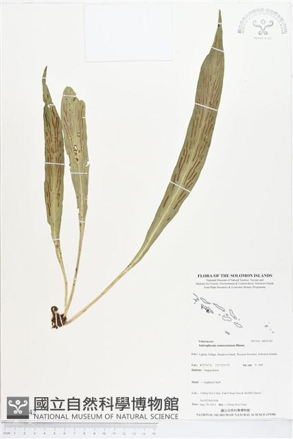 登錄號:BP01342藏品圖，第1張