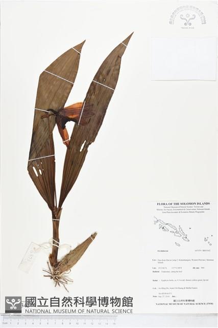 登錄號:BS05342藏品圖，第1張