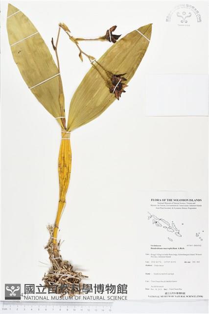 人面石斛蘭藏品圖，第1張