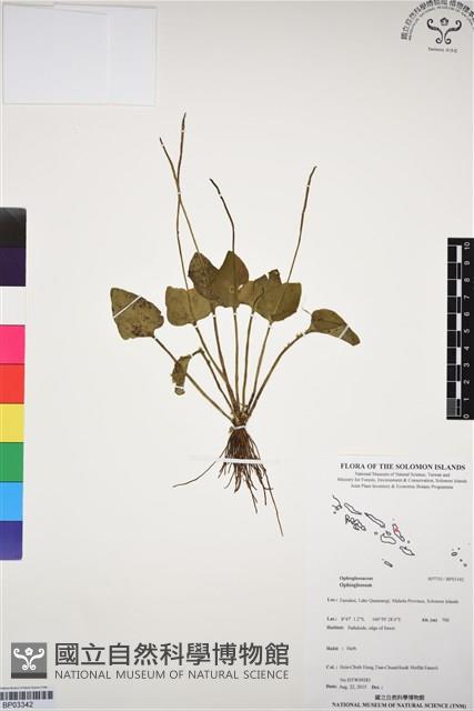 登錄號:BP03342藏品圖，第1張