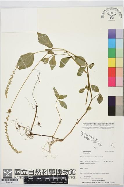 登錄號:BS07342藏品圖，第1張