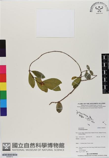 登錄號:BS06872藏品圖，第1張