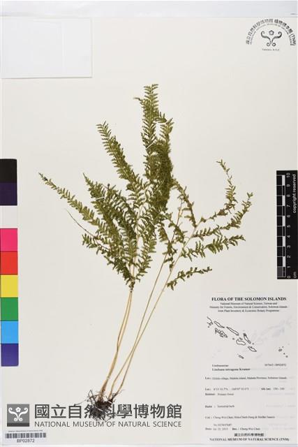 登錄號:BP02872藏品圖，第1張