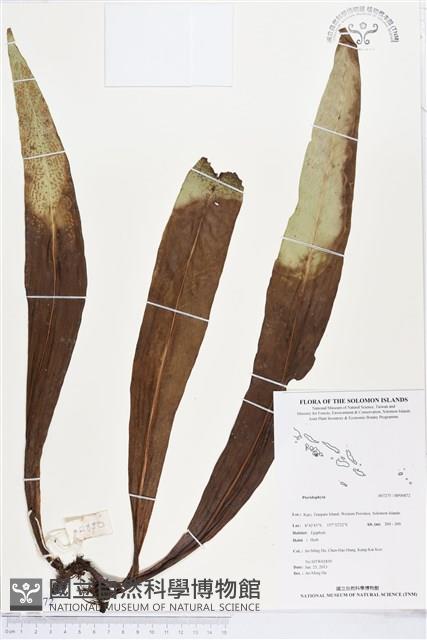 登錄號:BP00872藏品圖，第1張