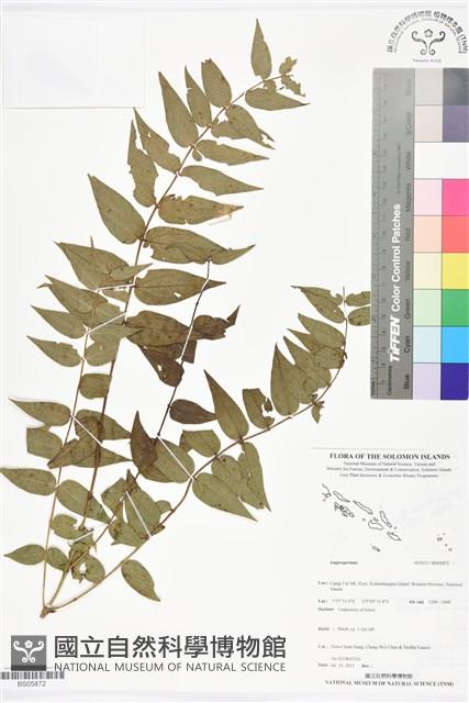登錄號:BS05872藏品圖，第1張