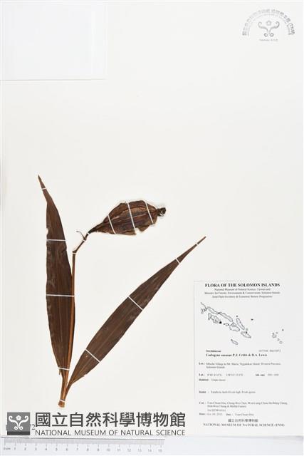 登錄號:BS03872藏品圖，第1張