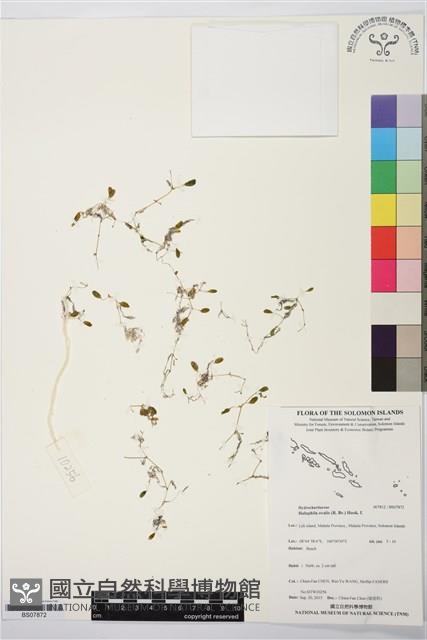 卵葉鹽藻藏品圖，第1張