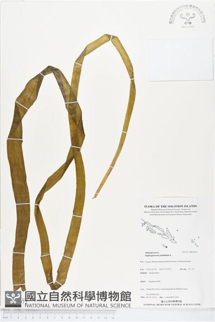 帶狀瓶爾小草藏品圖，第1張