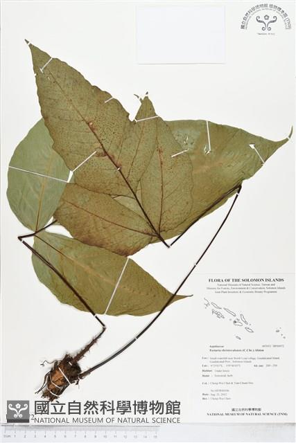 登錄號:BP00072藏品圖，第1張