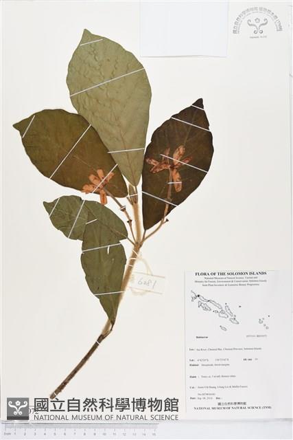 登錄號:BS05072藏品圖，第1張