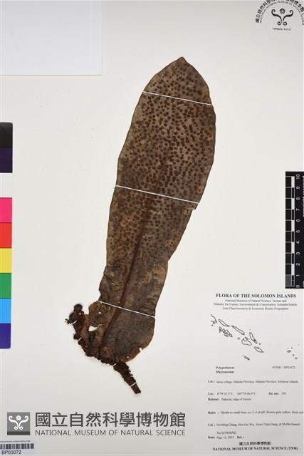 登錄號:BP03072藏品圖，第1張