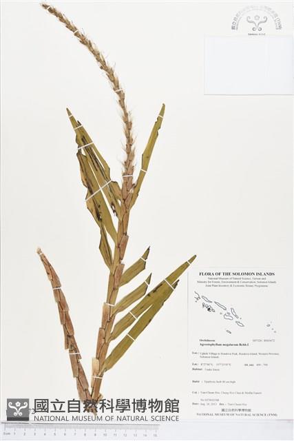 登錄號:BS03672藏品圖，第1張