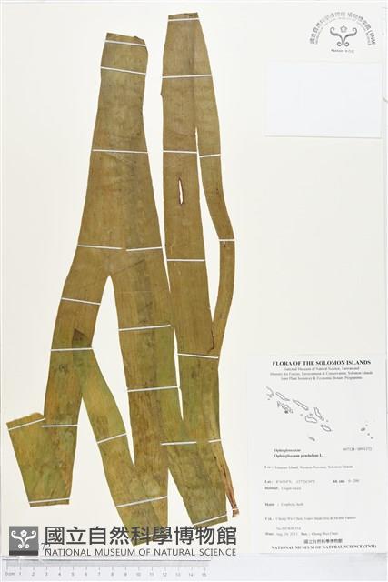 帶狀瓶爾小草藏品圖，第1張