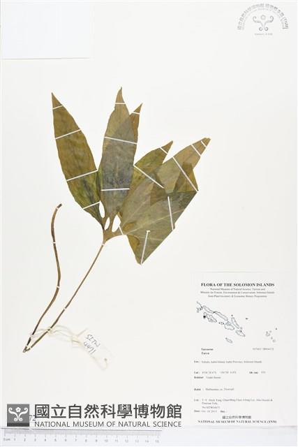 登錄號:BS04172藏品圖，第1張