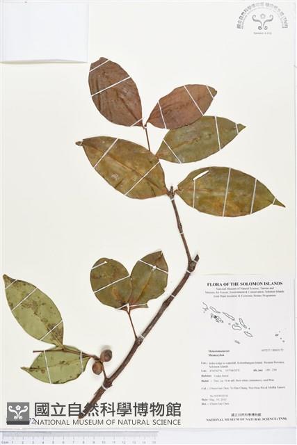 登錄號:BS03172藏品圖，第1張