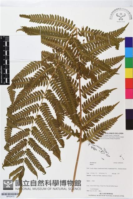 登錄號:BP02472藏品圖，第1張