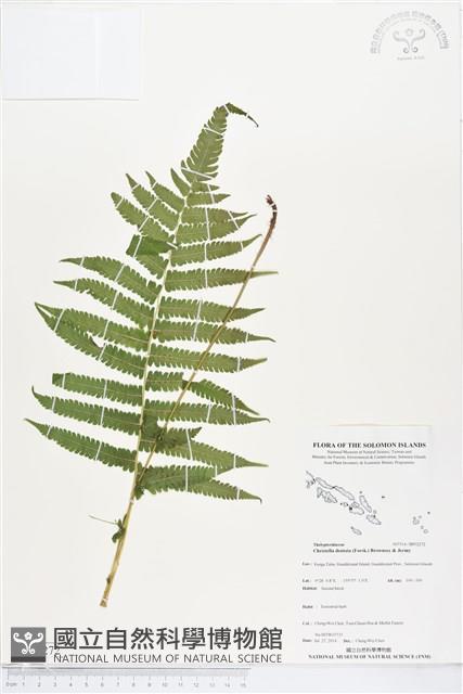 野小毛蕨藏品圖，第1張